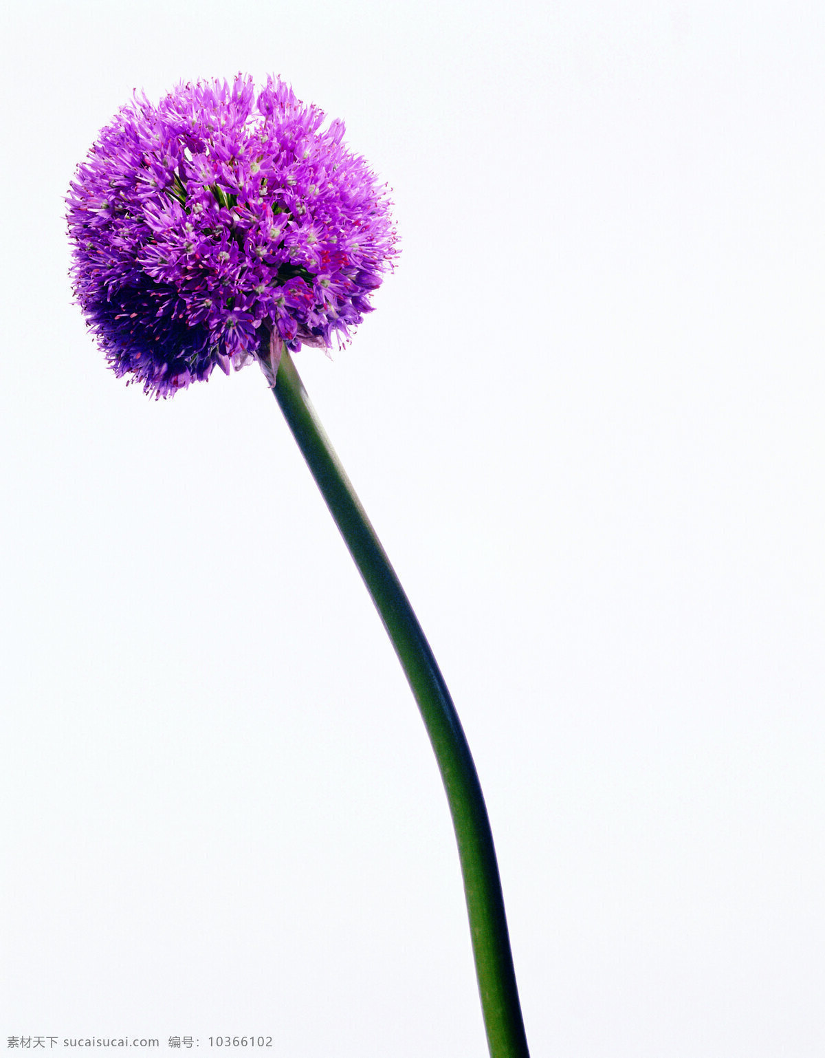 鮮花27 花 花草 生物世界 亞洲 影像 圖像 設(shè)計(jì)圖庫(kù)