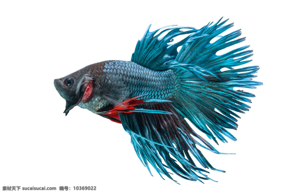 斗魚 熱帶魚 彩色魚 觀賞魚 魚 唯美 美麗 企業(yè) 企業(yè)文化 文化 信仰 海報(bào) 視覺 酷 絢麗 沖擊力 自由 主視覺 美 女神 女性 名片 高大上 畫冊 創(chuàng)意 圖形 生物世界 魚類