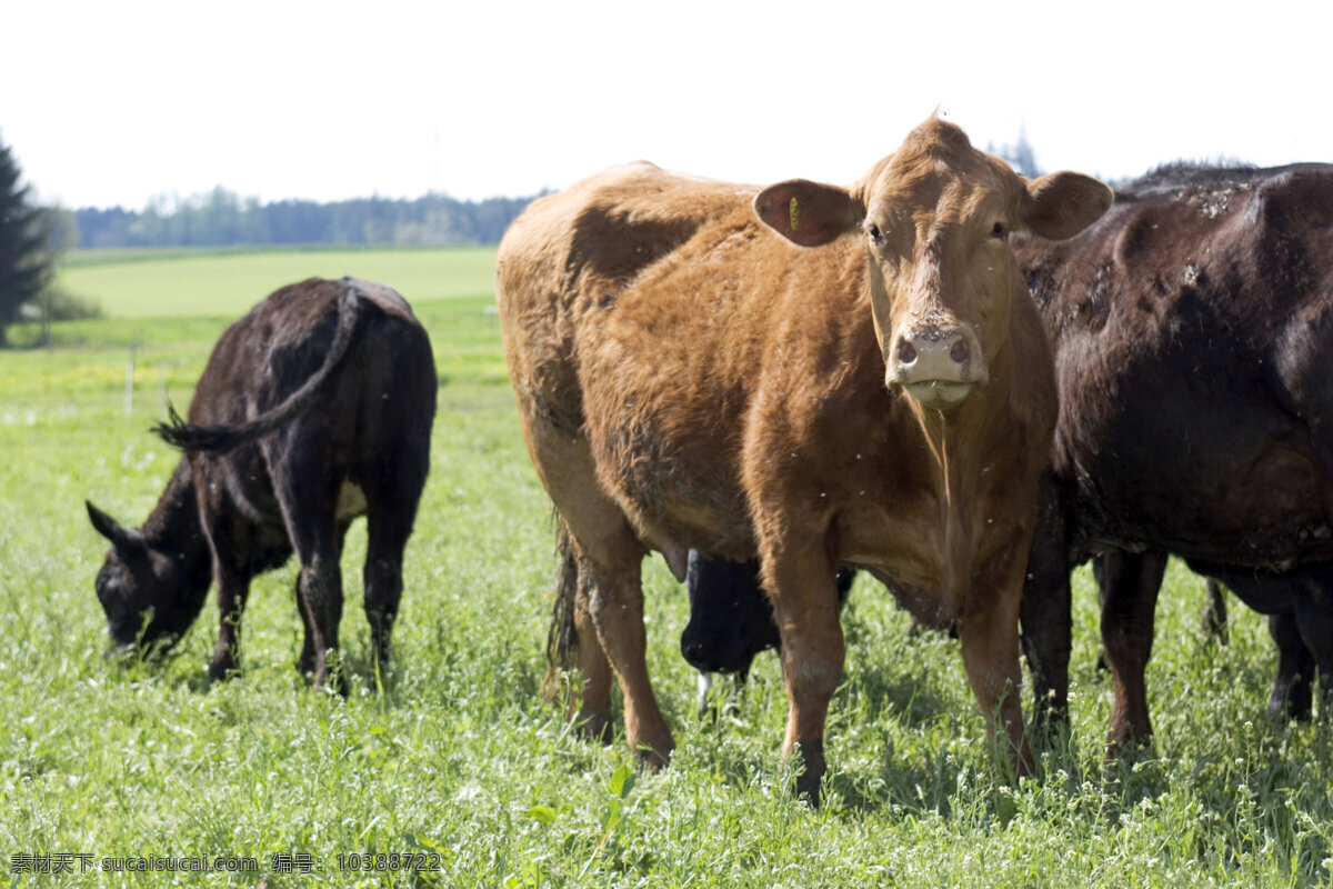 吃 草 牛 草原 牧场 放牧 牛群 动物世界 摄影图 陆地动物 生物世界