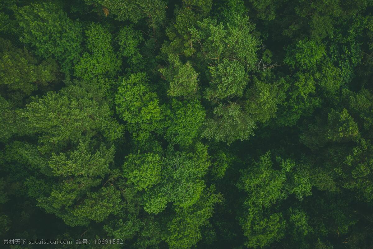 俯瞰森林图片 树梢 森林 天线 视图 树木 绿色 自然景观 山水风景