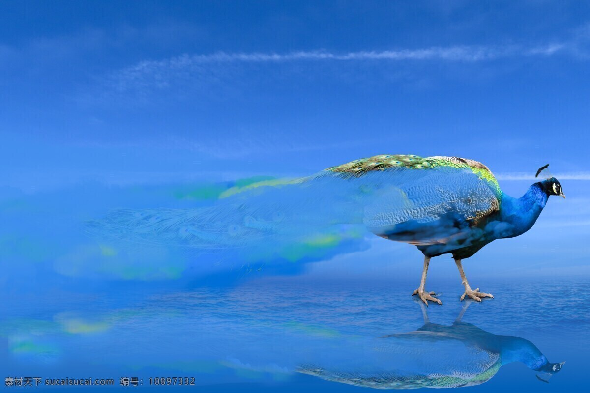 水 动物世界 孔雀 鸟 幻想 烟 4k 图 4k图 壁纸 动植物 3d设计 3d作品