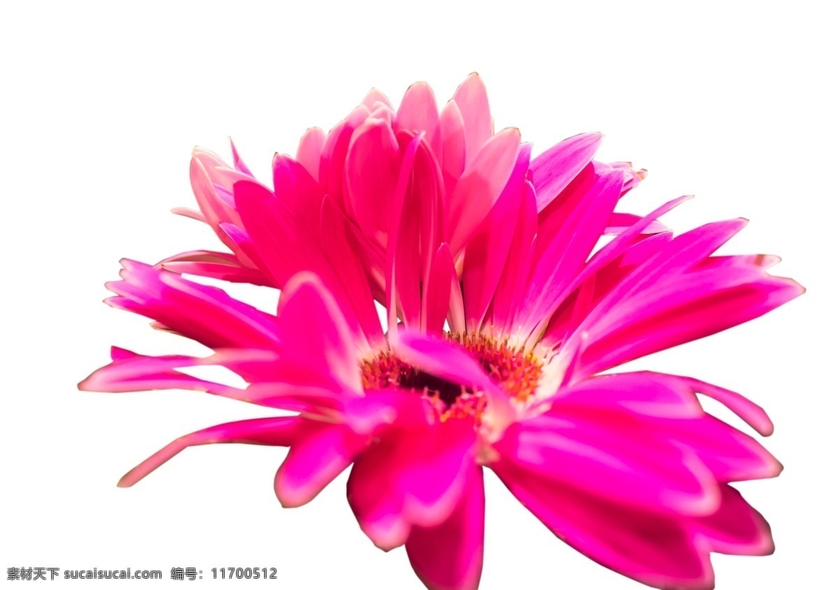 美麗的鮮花 時尚 婀娜多姿 芳香四溢 亭亭玉立 花香襲人 絢麗多彩 端莊秀麗