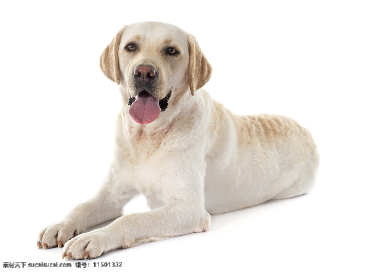 拉布拉多 犬 拉布拉多犬 狗 宠物 动物 家禽 生物 野生动物 棕色狗 白色狗 生物世界 家禽家畜