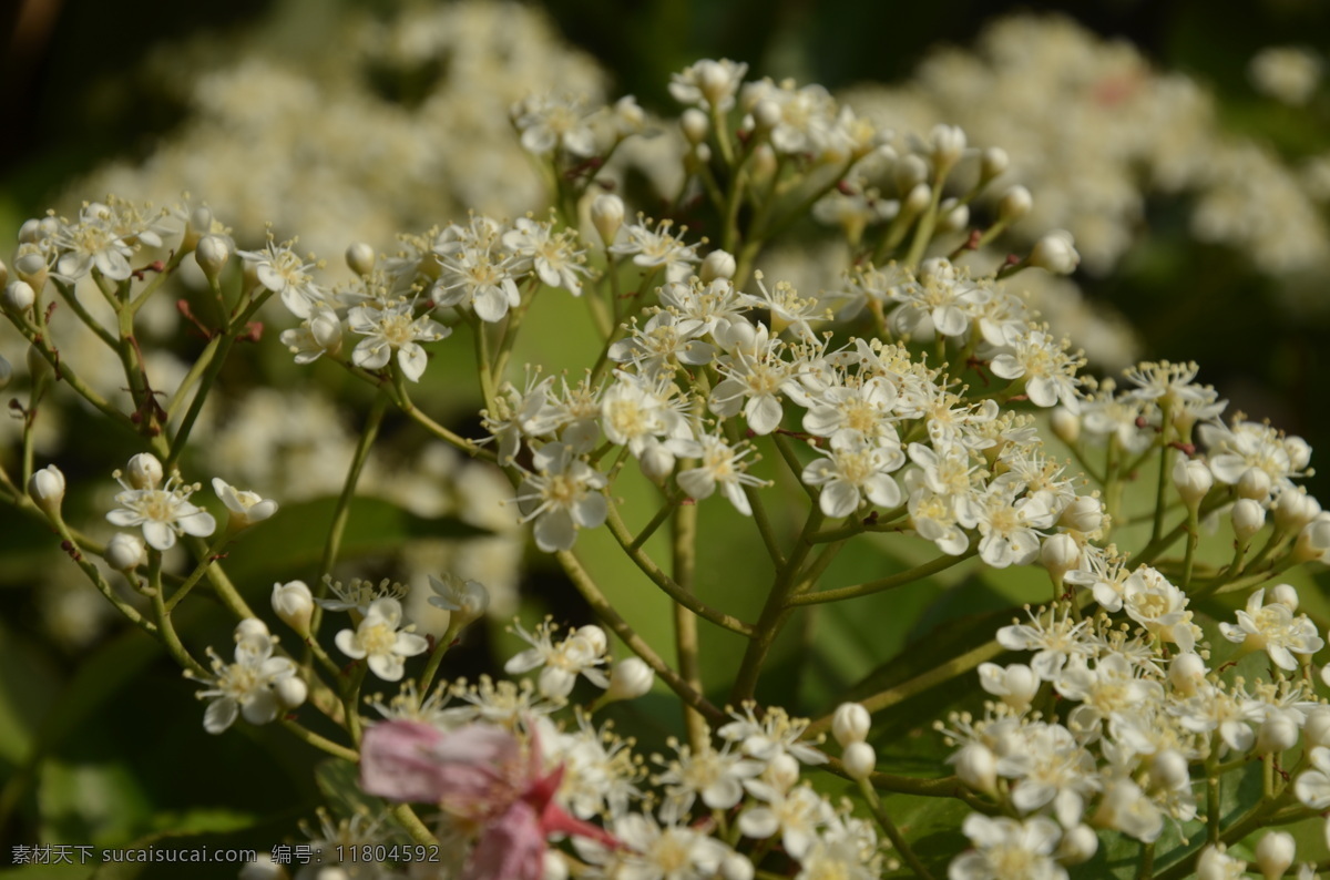 石楠花 花卉 石楠 薔薇科 頂生 復(fù)傘房花序 小花白色 花卉系列 生物世界 花草