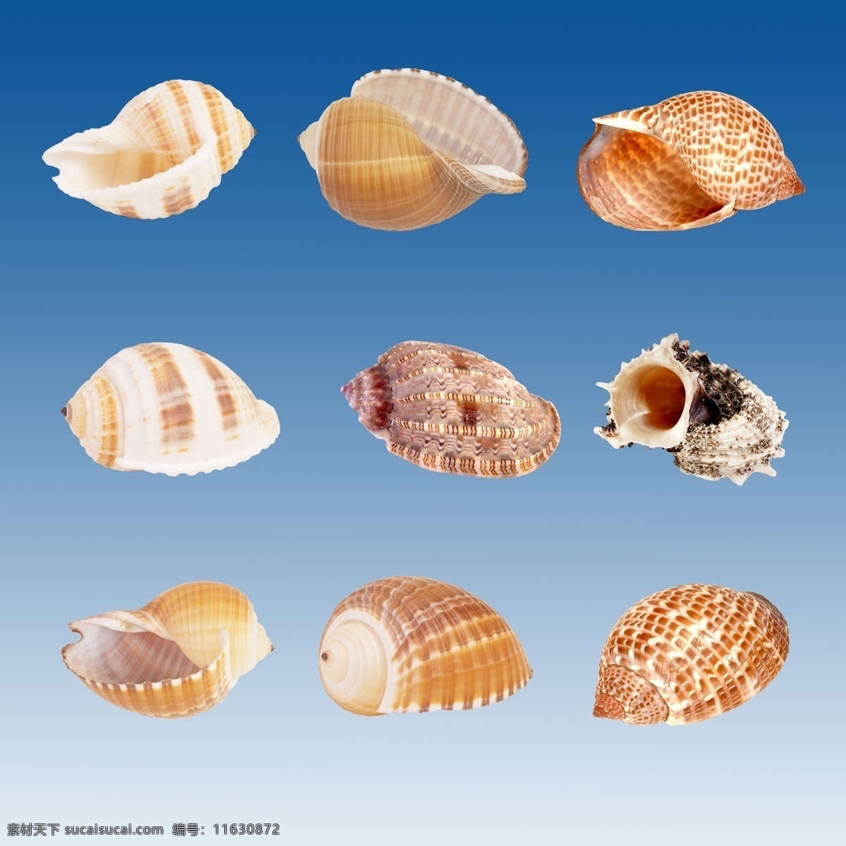 海螺贝壳图片 贝壳 海螺 扇贝 海洋动物 软体动物 螺类 海鲜水产 图案