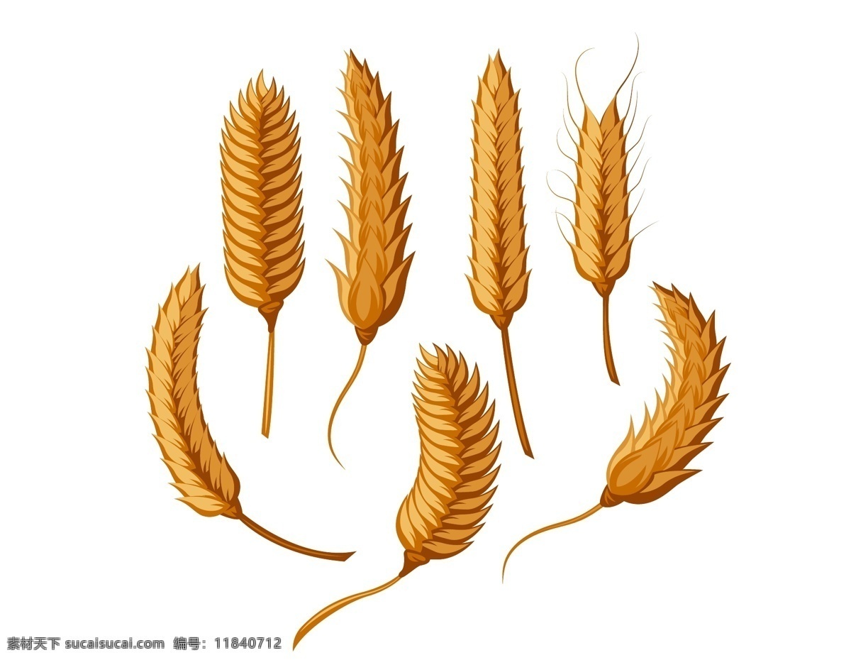 矢量 金色 小麦 麦穗 元素 粮食 成熟 ai元素 免扣元素