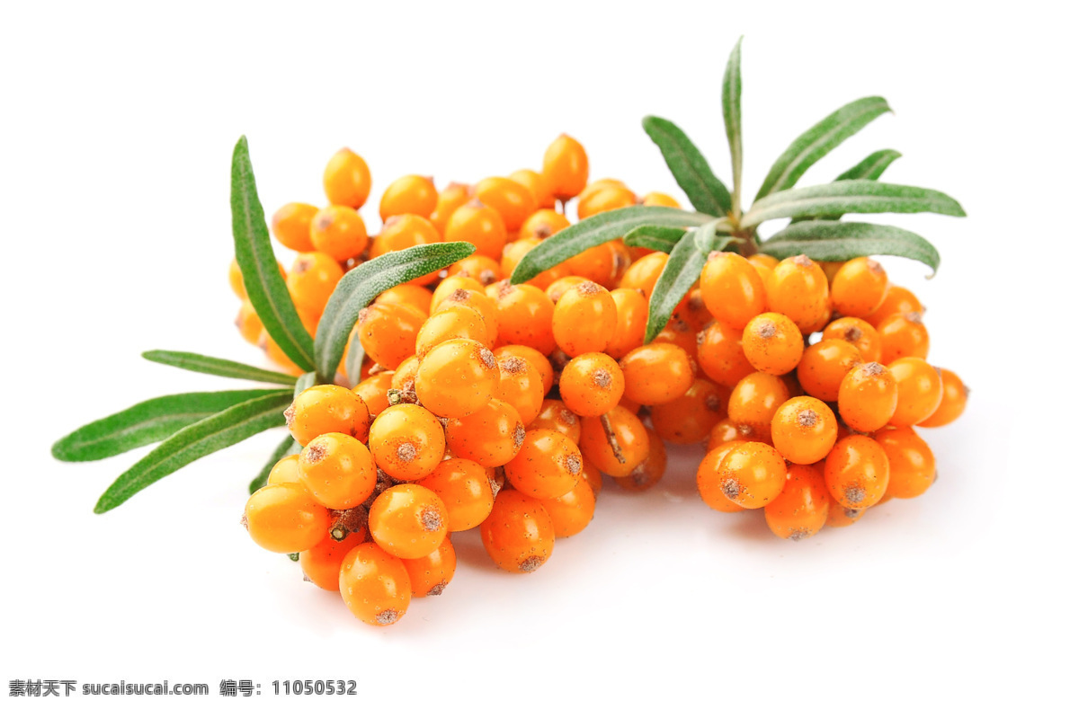 沙棘静物图片 沙棘 健康 水果 浆果 橙色 静物 拍摄 被色 背景 食疗 美食 生物世界