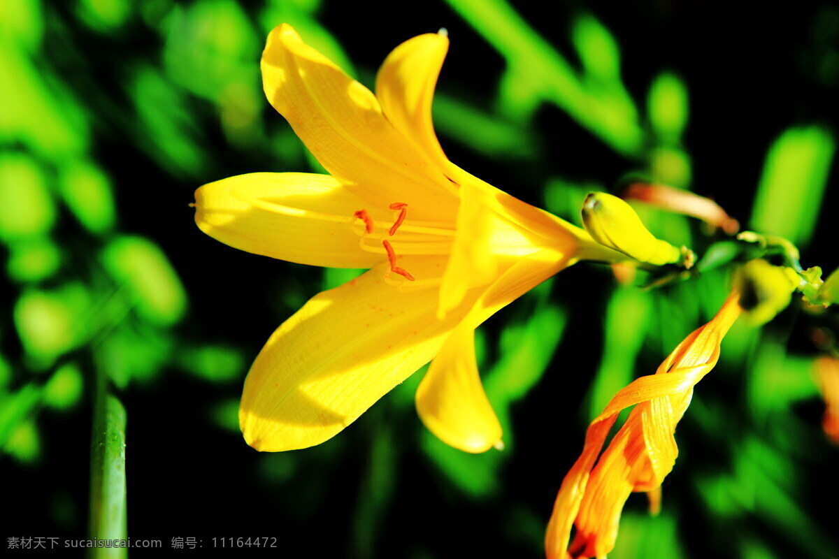 黄色 百合 鲜花 高清 黄色鲜花 花朵 百合花 花瓣 绿叶 花枝 花卉摄影 花草植物 特写 高清鲜花图片