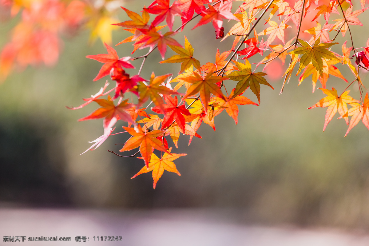 高秋 秋天 枫叶 黄色落叶 秋季 自然景观 植物 树 高清图片 二十四节气 自然风景