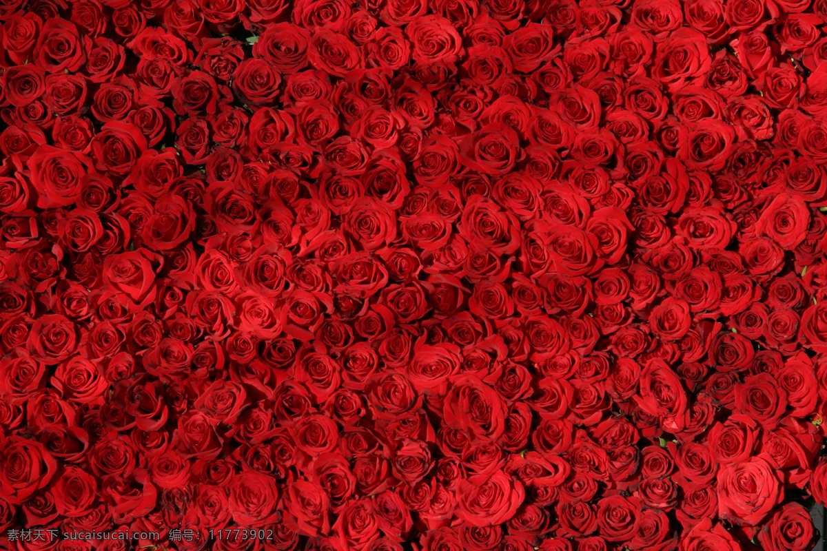 紅玫瑰圖片 玫瑰花 紅玫瑰 白玫瑰 黑玫瑰 黃玫瑰 玫瑰 月季花 白月季 紅月季 黃月季 情人花 情人節(jié) 情人 愛情 愛意 浪漫 浪漫玫瑰 清新月季 溫馨月季 情人玫瑰 玫瑰示愛 玫瑰花兒 月季花兒 玫瑰月季 月季玫瑰 西施玫瑰 粉色玫瑰 粉色月季 玫瑰花瓣 月季花瓣 插花 花藝 桌花 捧花 花瓣 花枝 花骨朵 生物世界 花草