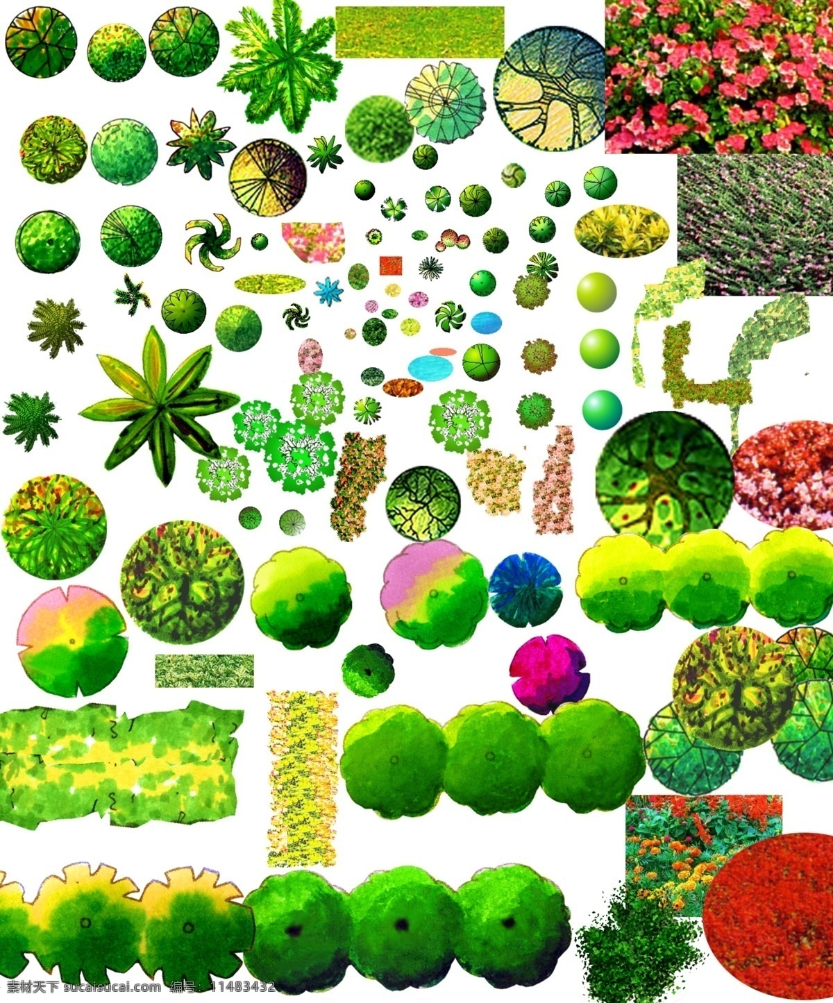 景观 植物 彩 平 图 平面图 彩平图 景观植物 彩色平面图 分层