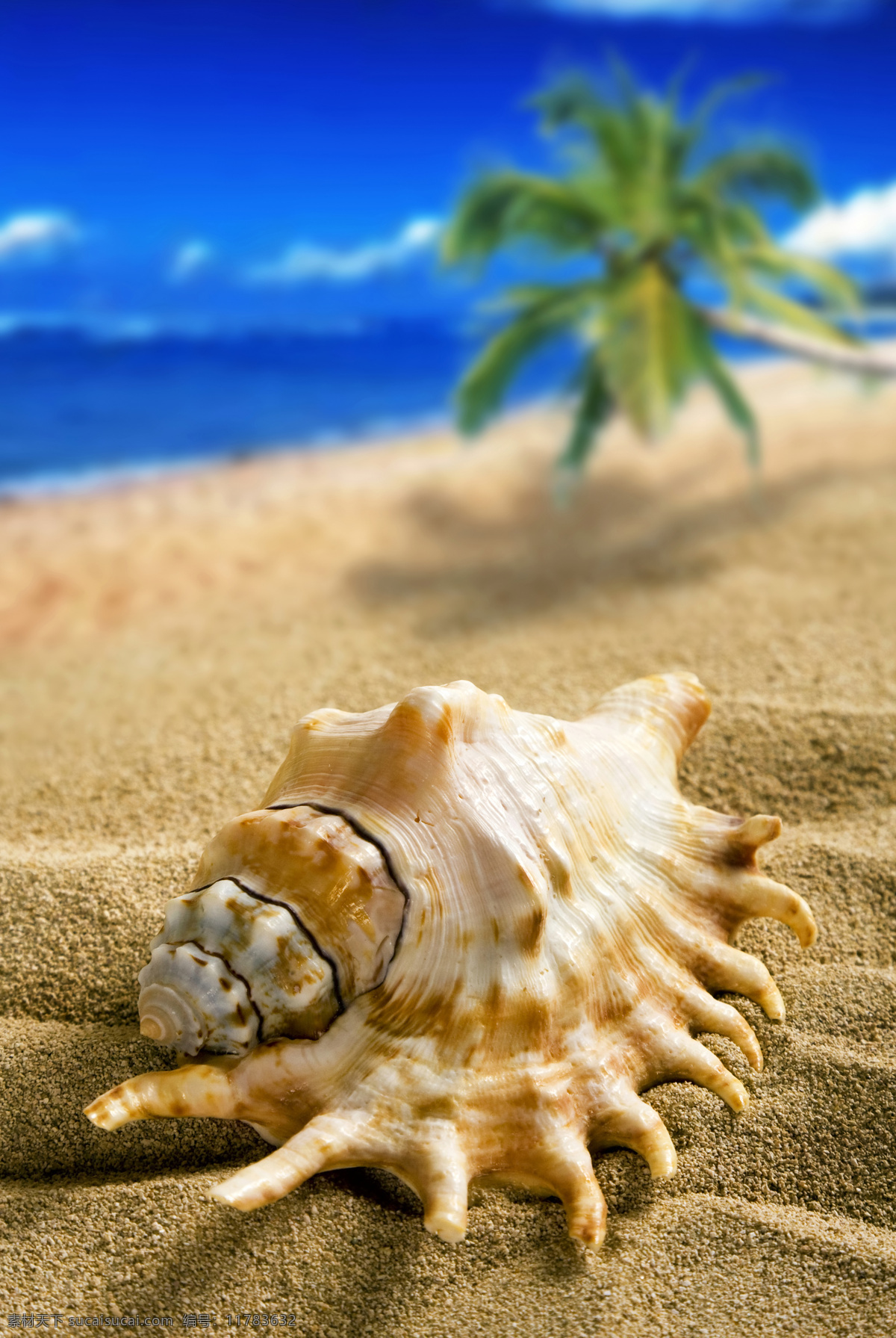 夏日 沙滩 海螺 夏日海滩 夏天 海滩 沙子 贝壳 椰树 暑假 旅游 高清图片 海洋海边 自然景观 蓝色