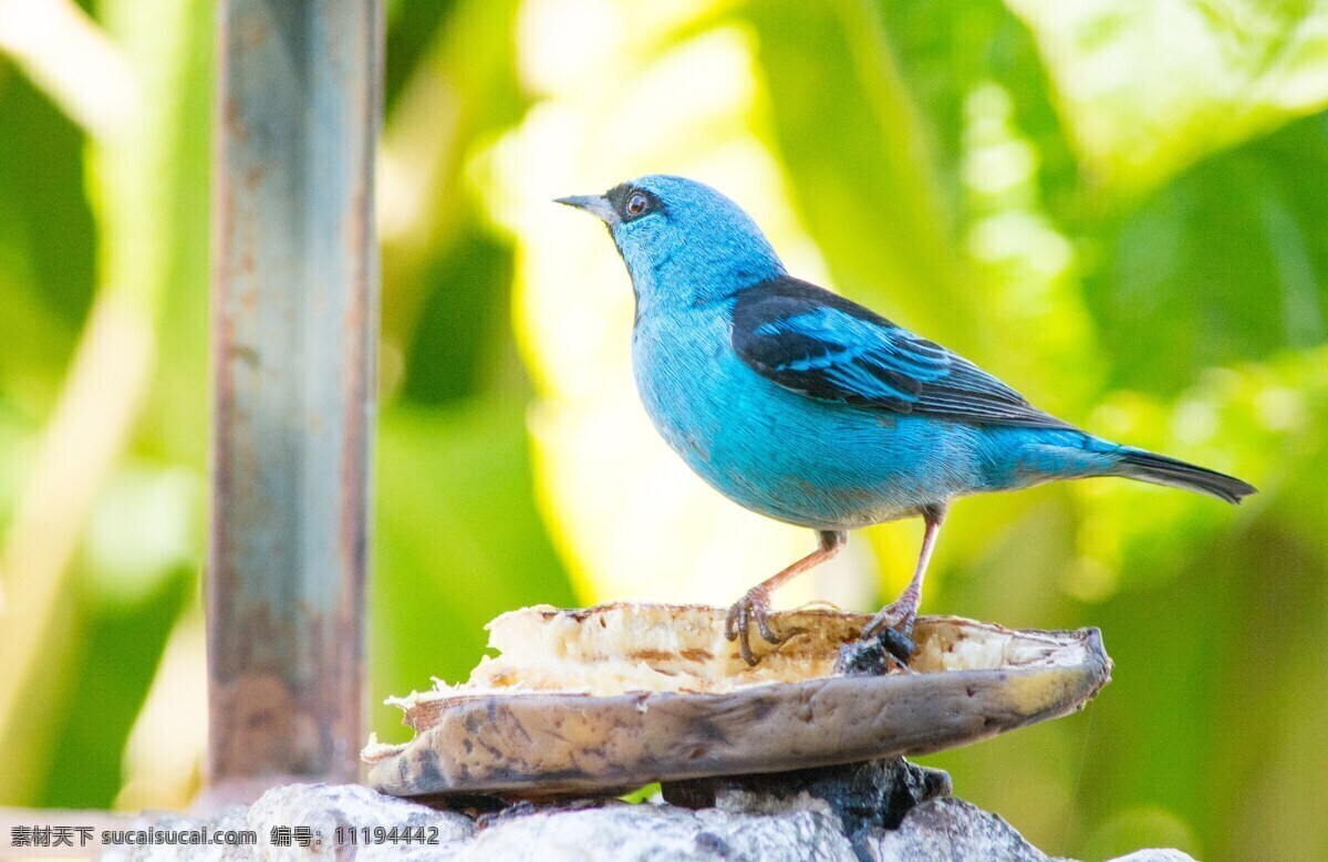 蓝色小鸟 蓝色的 鸟 性质 颜色 鲜艳 小鸟 可爱 植物 背景 岩石 特写 动物