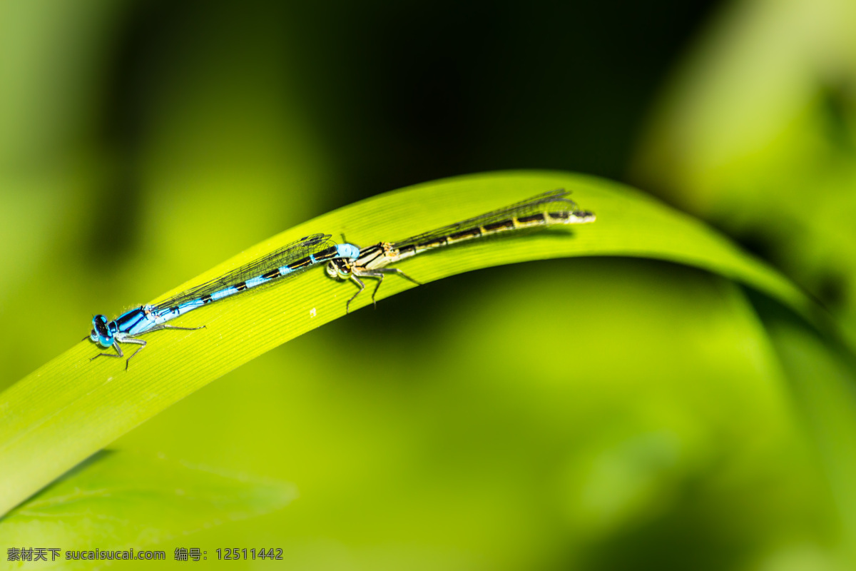 绿叶 上 豆娘 蜻蜓 动物摄影 昆虫 花草树木 生物世界