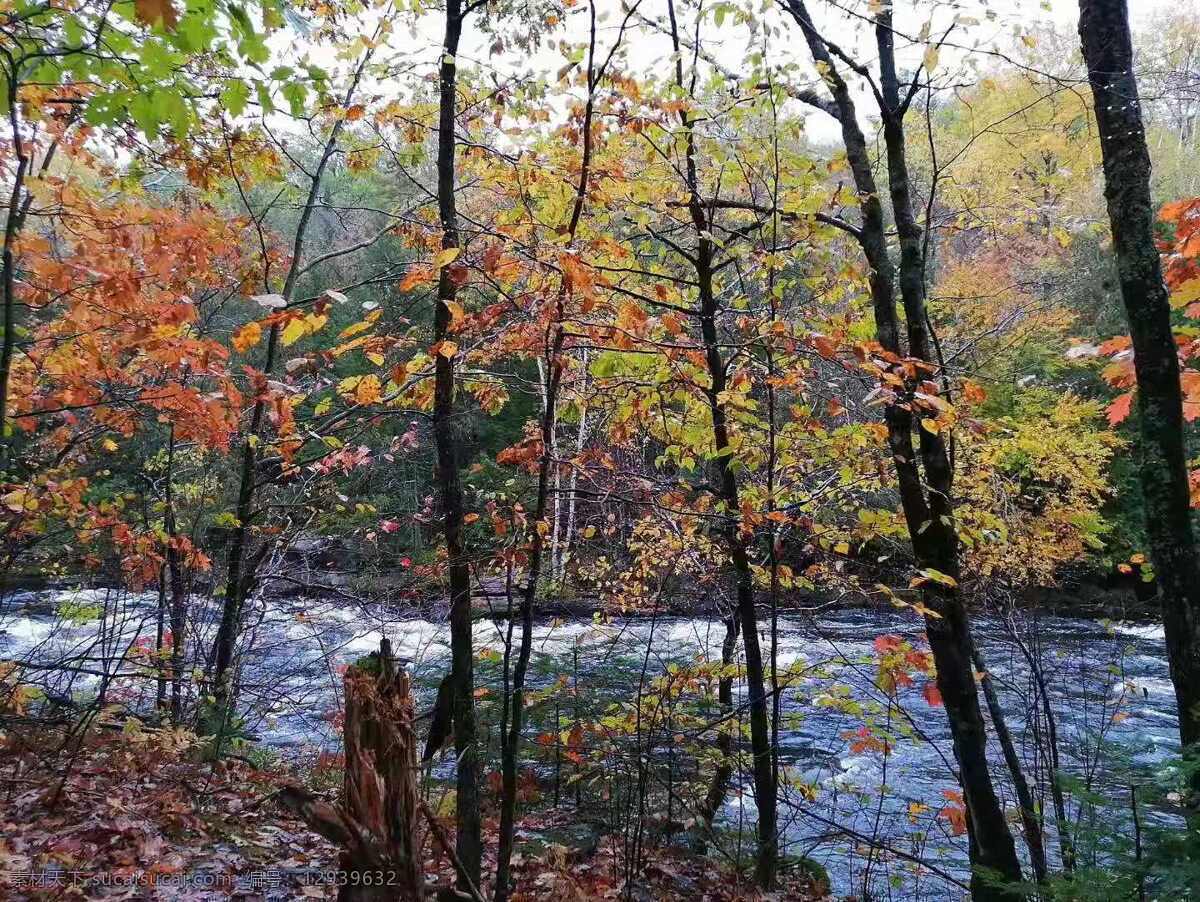风景 秋天 落叶 水 流淌 自然 河 溪 池 湖 山 树 景色 自然景观 自然风景