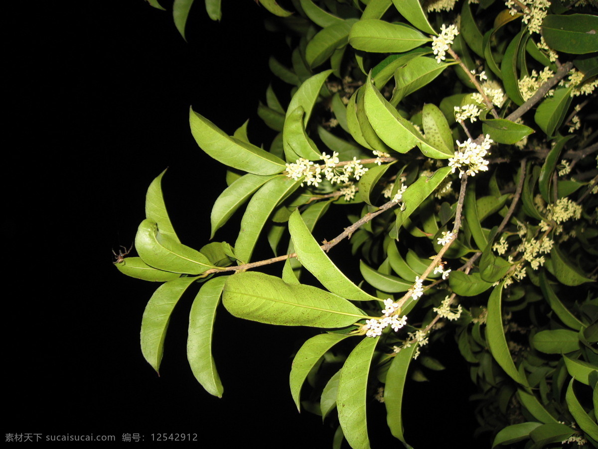 桂花 自然景觀 花朵 夜景 樹木 灌木 葉子 花鳥蟲魚 自然風(fēng)景