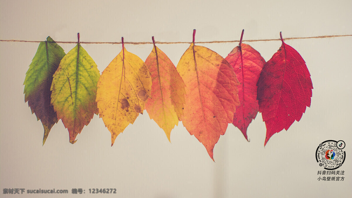 渐 变色 树叶 创意 秋天 渐变 背景 摄影图片分享