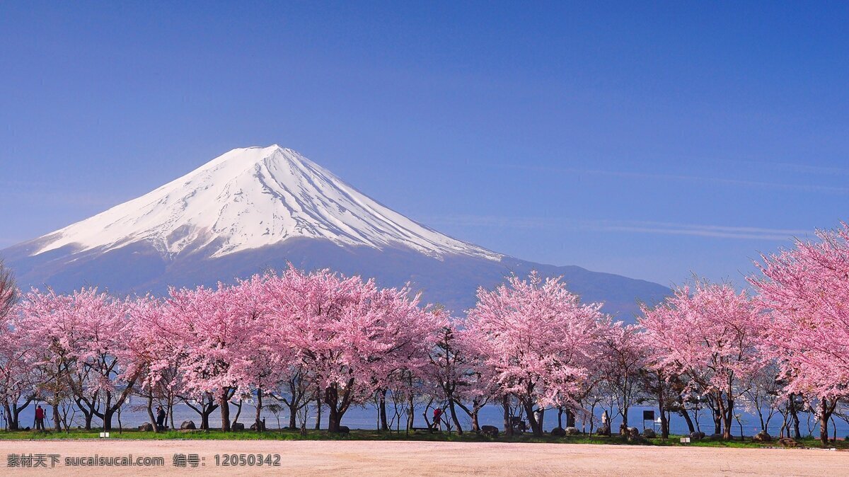富士山 樱花 唯美 粉色 雪山 美好 日本 少女心 浪漫 假期 旅游摄影 国外旅游