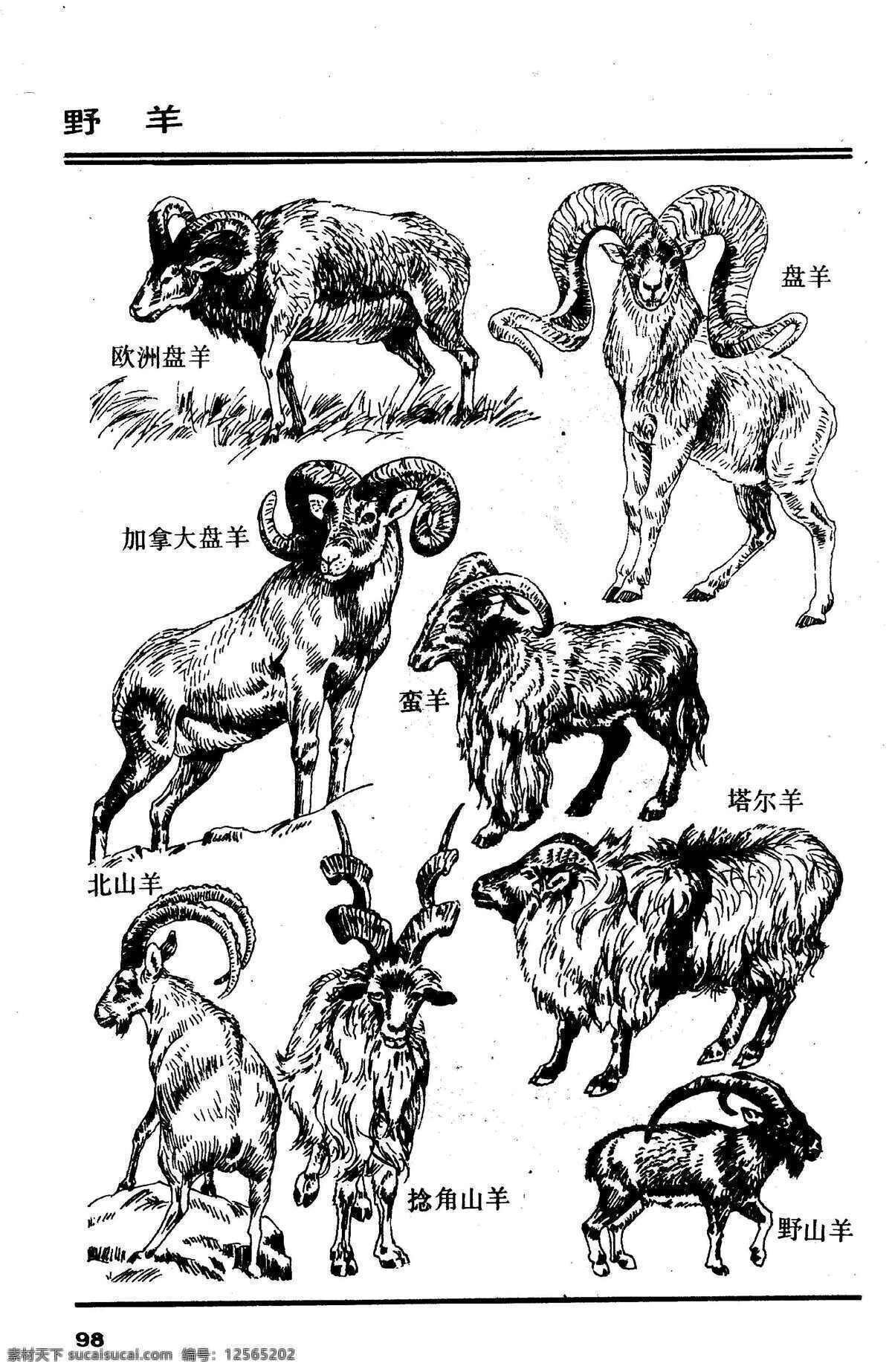 百兽谱 野羊 百兽 兽 家禽 猛兽 动物 白描 线描 绘画 美术 禽兽 野生动物 百兽图 羊 羊羔 生物世界 设计图库