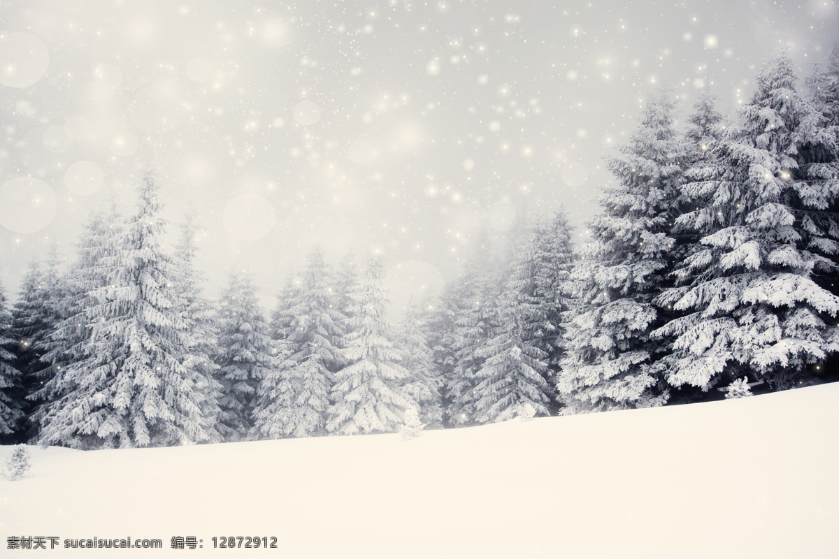 松樹(shù) 上 雪花 冬季 冬天 雪景 植物 雪地 山水風(fēng)景 風(fēng)景圖片