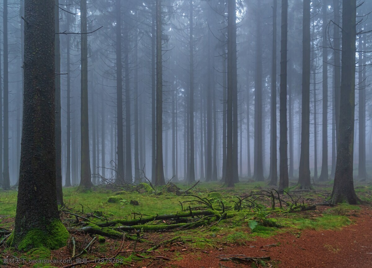 森林 迷雾 云杉 高大 树木 木头 野外 迷雾森林 散步 神话 暮光之城 神秘 传说 吸血鬼 穿梭 飞行 生物世界 树木树叶