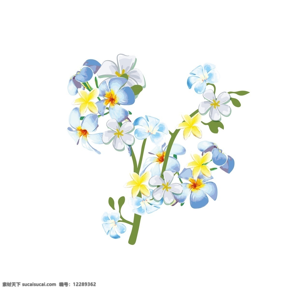 写实 风 观赏植物 蓝色 兰花 花卉 写实类 植物