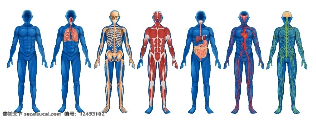 人体 器官 结构图 骨骼 肌肉 血管 神经线路体解 医疗卫生 矢量 高清图片
