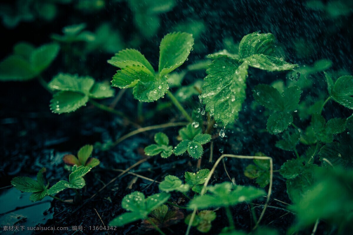 草叶 上 晶莹 露珠 带露珠的青草 绿草青青 草 水滴 植物 自然景观 绿色 清新绿色 摄影图库 生态摄影 生物世界 花草特写 生态设计 花草