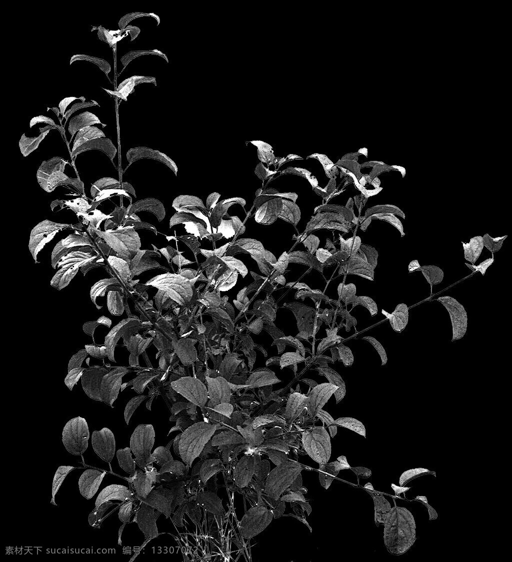 植物 貼圖素材 建筑裝飾 jpg1793 設計素材 黑色
