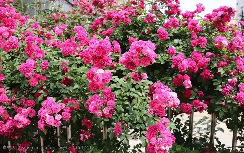 粉色蔷薇 花季 绿叶 院子 花墙 阳光 红花配绿叶 清晰 植物 园林 浪漫 唯美 粉色 爱心 生活百科 生活素材