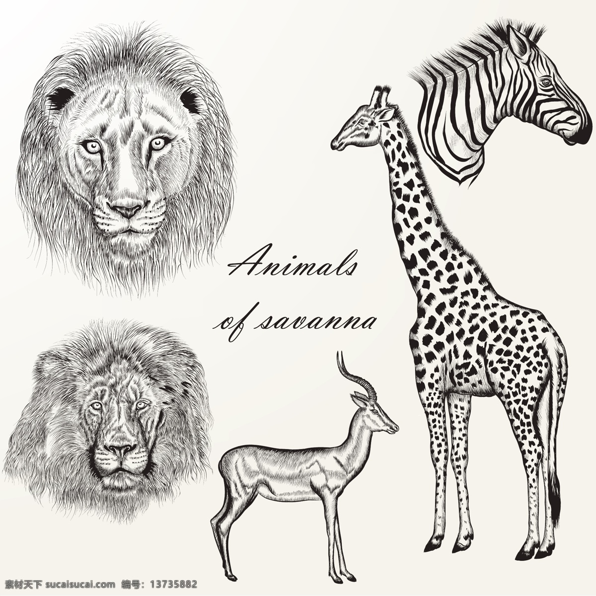 长颈鹿 手绘 野生动物 手 自然 动物 狮子 绘画 斑马 画 野生 粗略 素描