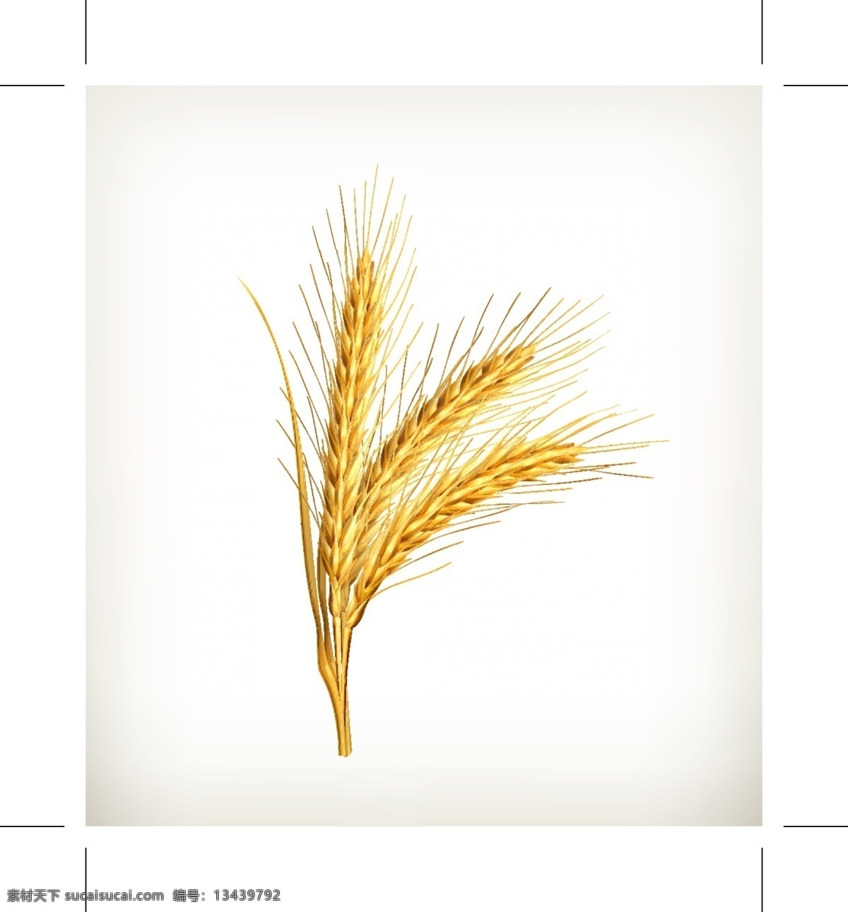 金色小麦元素 小麦 金色 麦穗 矢量素材 设计素材