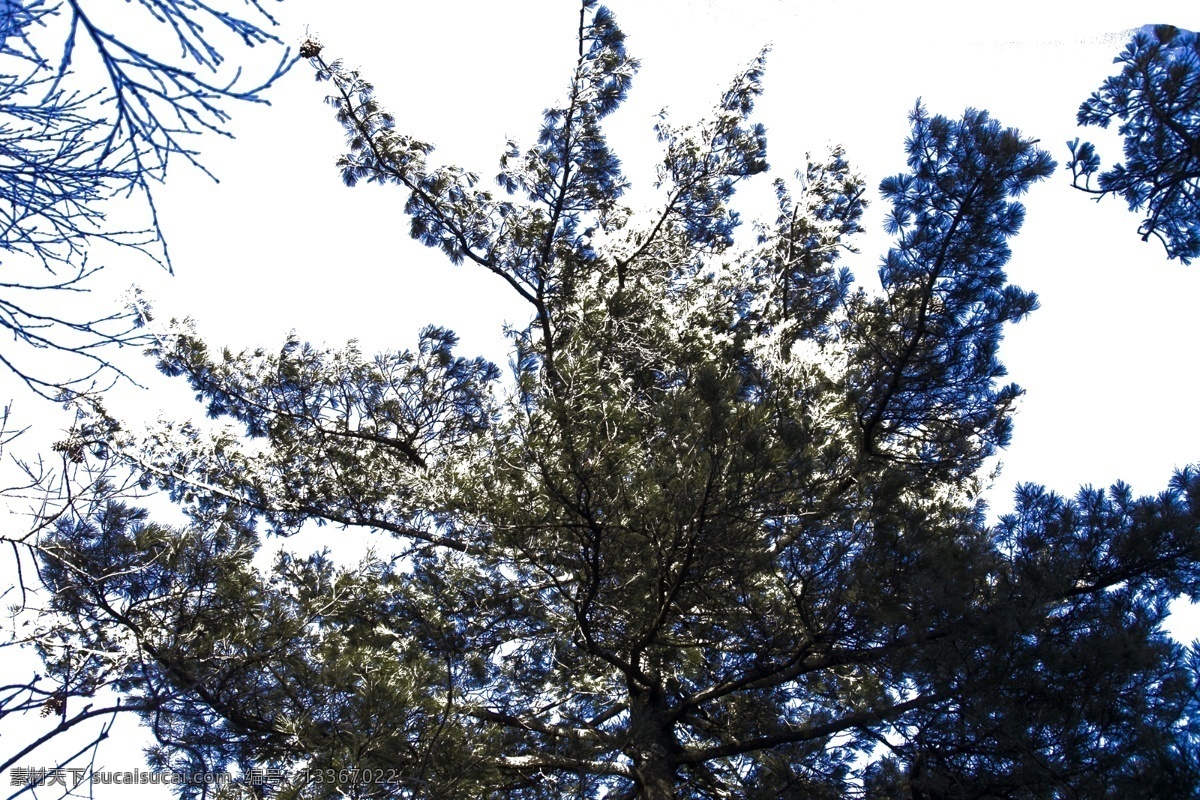 高山 上 挺拔 松樹 l 茂密 松 樹林 大自然 風(fēng)景 自然風(fēng)光 風(fēng)景如畫 連綿起伏