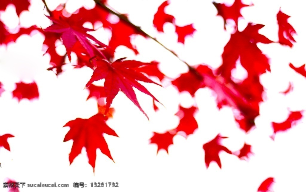 红叶图片 红叶 叶 红枫 枫叶 秋天 秋叶 植物 叶片儿 红色 大自然 自然界 红枫林 枫叶儿 生物世界 树木树叶
