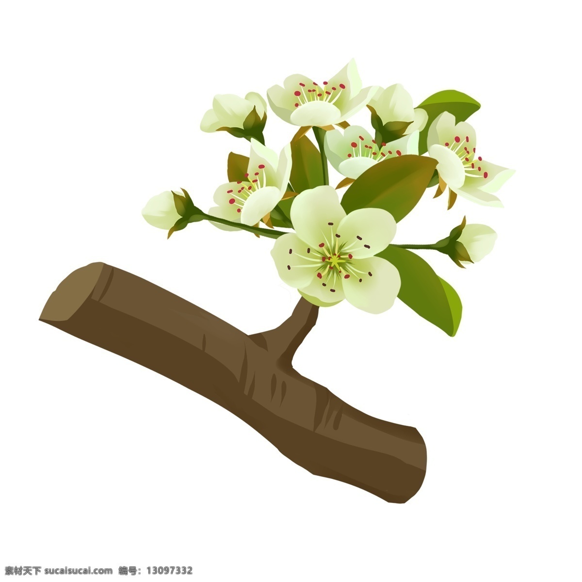 梨花 白色 花朵 花枝 花卉 手绘 春季 简约 风