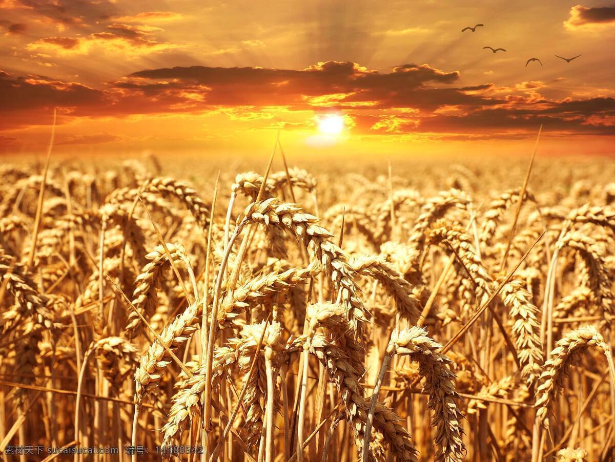 阳光 下 金色 麦穗 丰收 高清 生活百科 生活素材