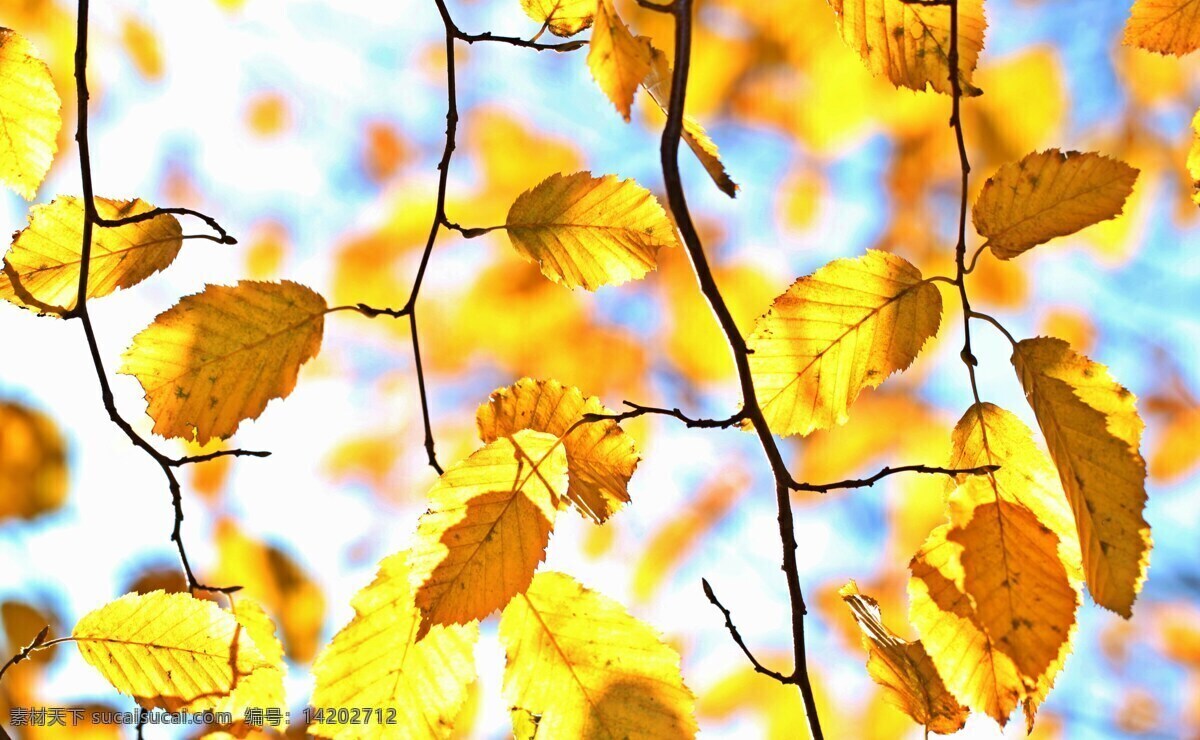 秋季 秋天的落叶 叶子 丰富多彩 秋天的颜色 黄色
