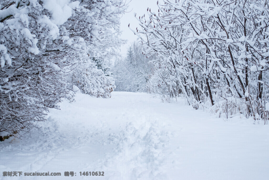 冬季 積雪 森林 雪景 寧?kù)o 自然風(fēng)景 靜謐 樹木 雪地 寒冷 冬日 自然光 道路