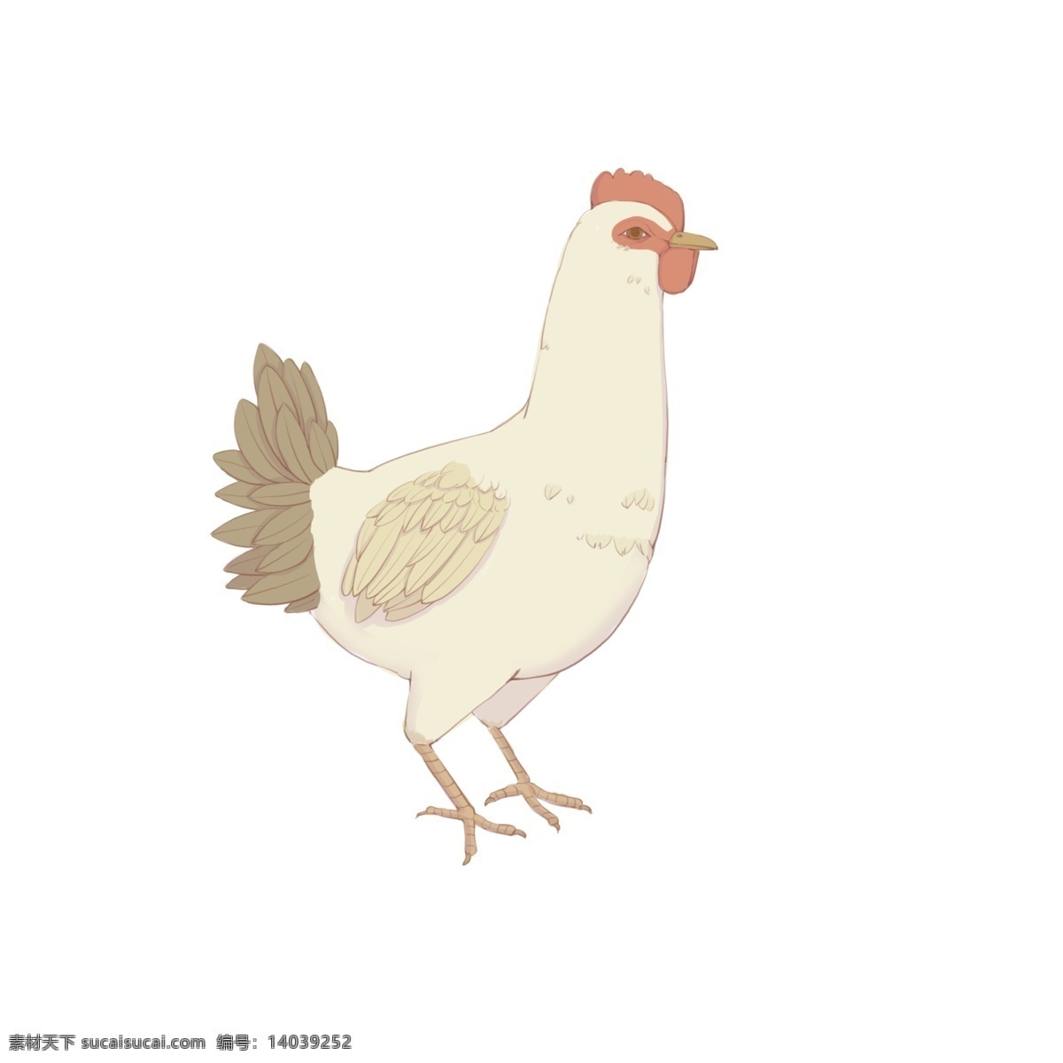 手绘 母鸡 动物 生物 商用 白鸡