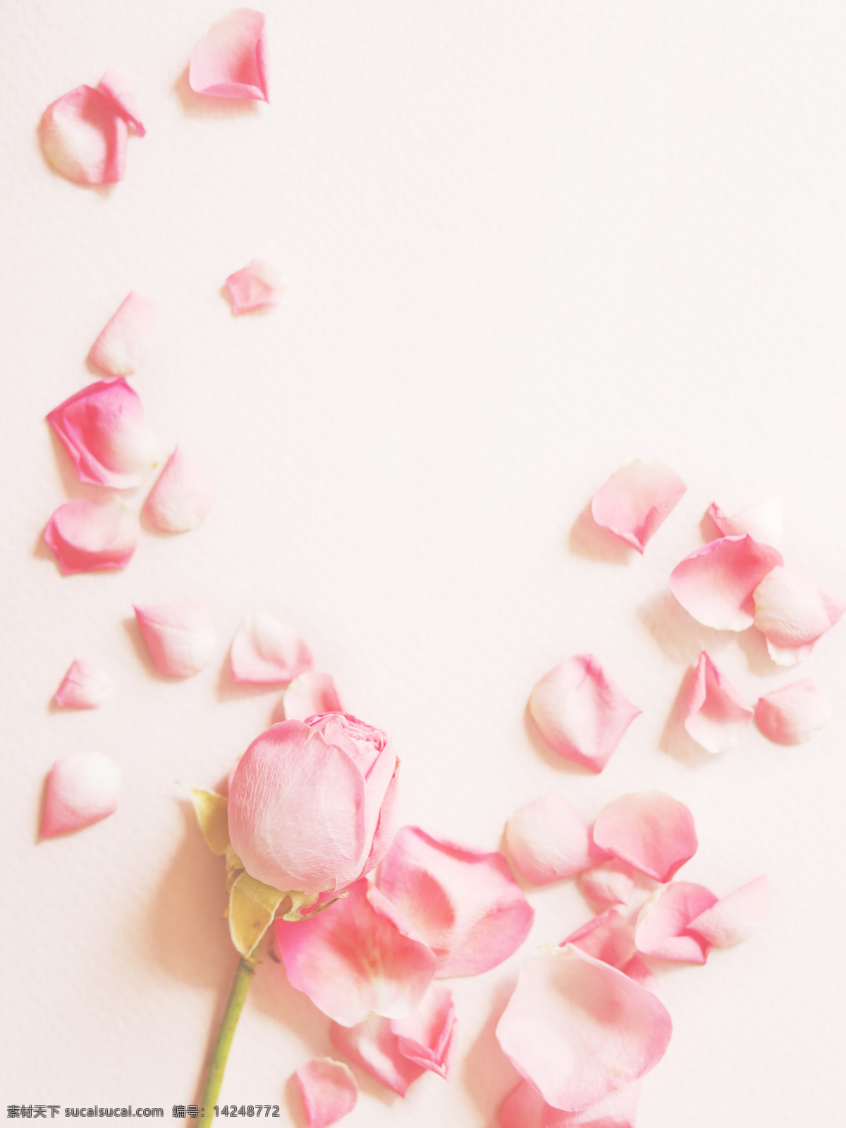 粉色 玫瑰 花瓣 花卉 花 新鲜 七夕 情人节 玫瑰花 粉色玫瑰 浪漫花卉 生物世界 花草