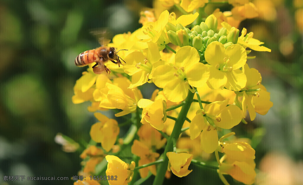 黄色小花 蜜蜂 花粉 绿色 虚化背景 空中飞舞