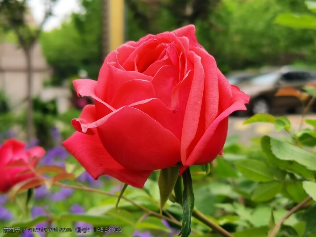 月季 玫瑰 鲜花 爱 红花