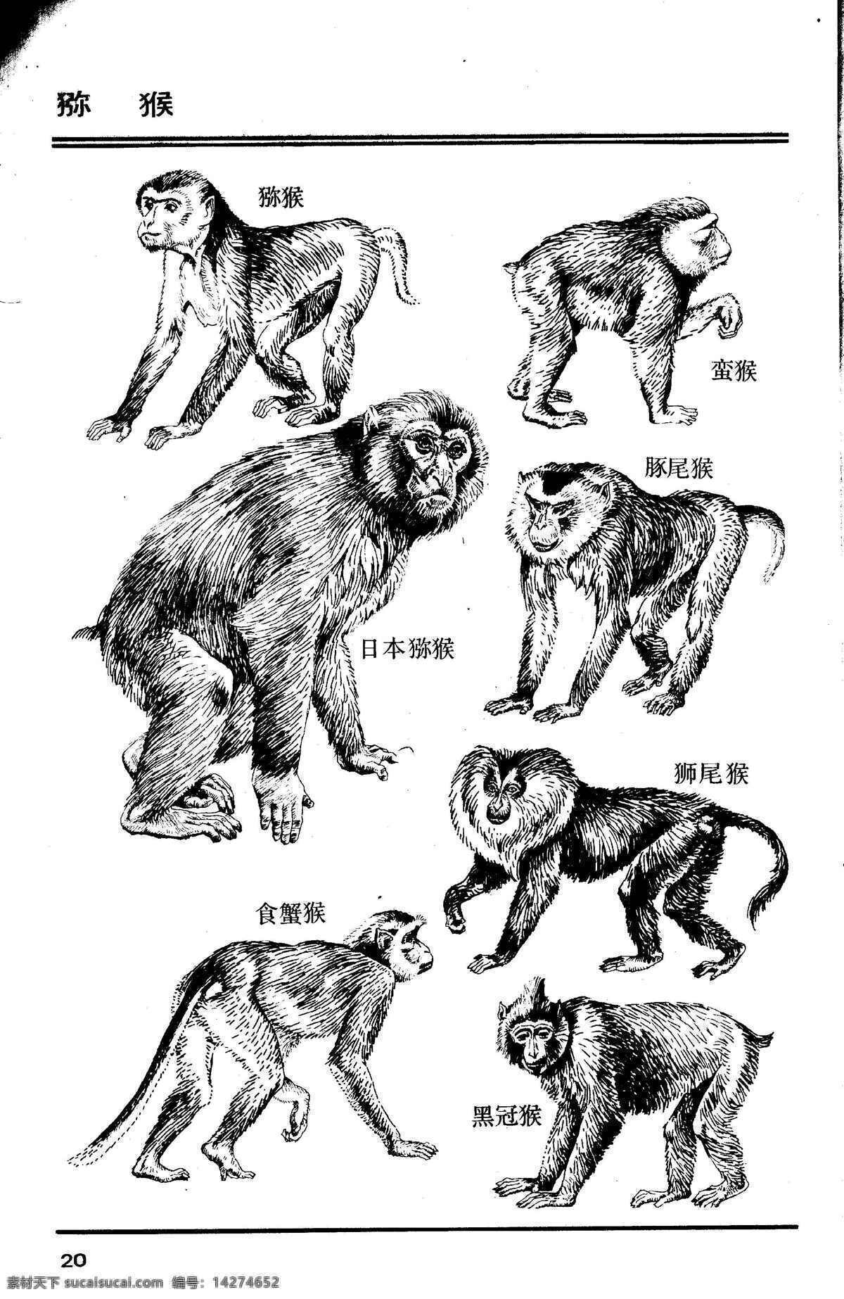 百兽图20 猕猴 百兽 兽 家禽 猛兽 动物 白描 线描 绘画 美术 禽兽 野生动物 画兽谱 猴 猴子 生物世界 设计图库