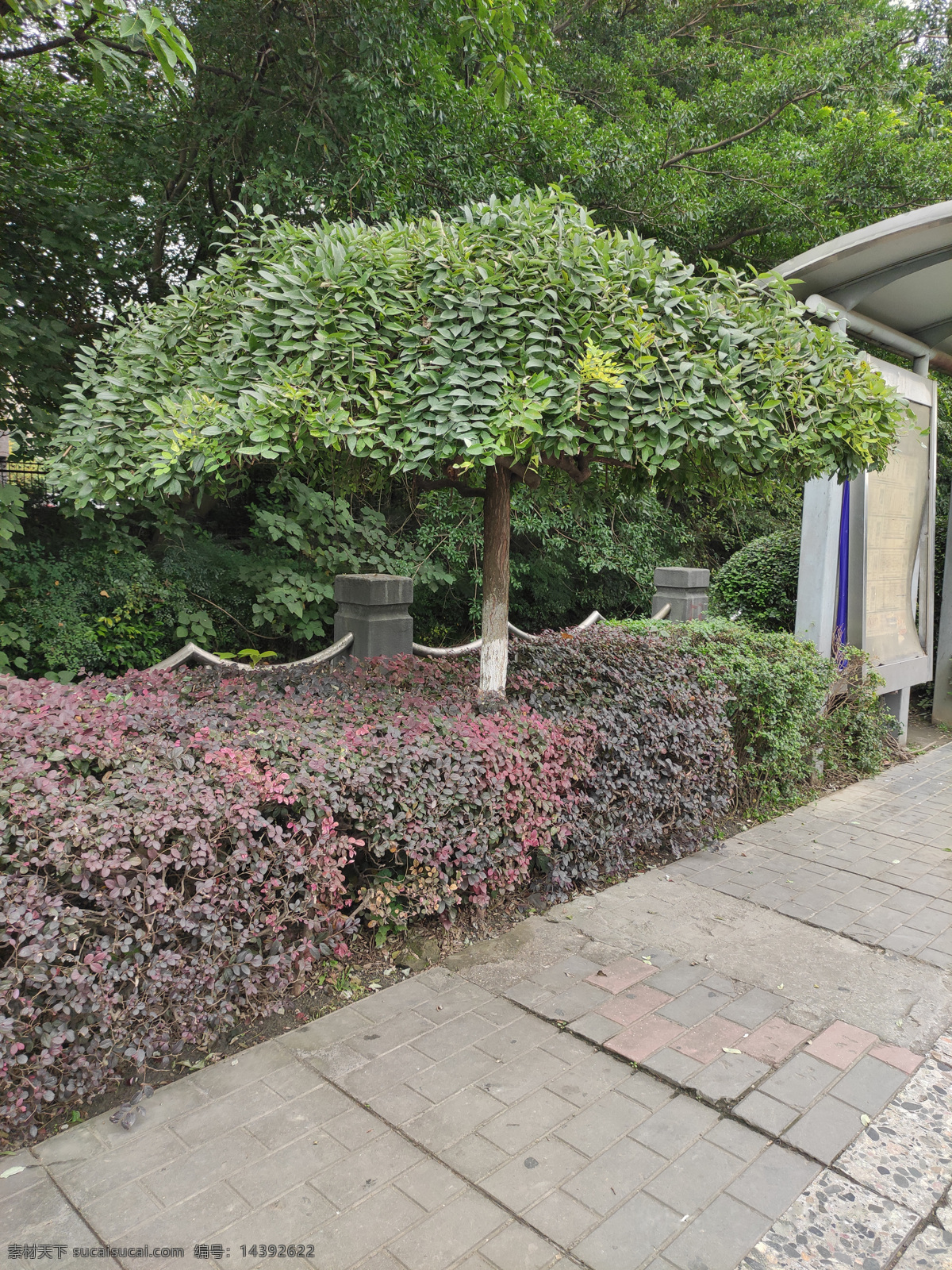 樹木 綠林 大樹圖片 大樹 綠植 綠化 市政綠值 一棵樹 自然景觀 自然風(fēng)景