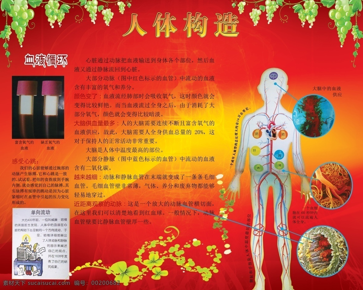 人体构造 血液循环展板 血液循环 血液 循环 人体 红色背景 知识 葡萄 花环 展板模板 广告设计模板 源文件
