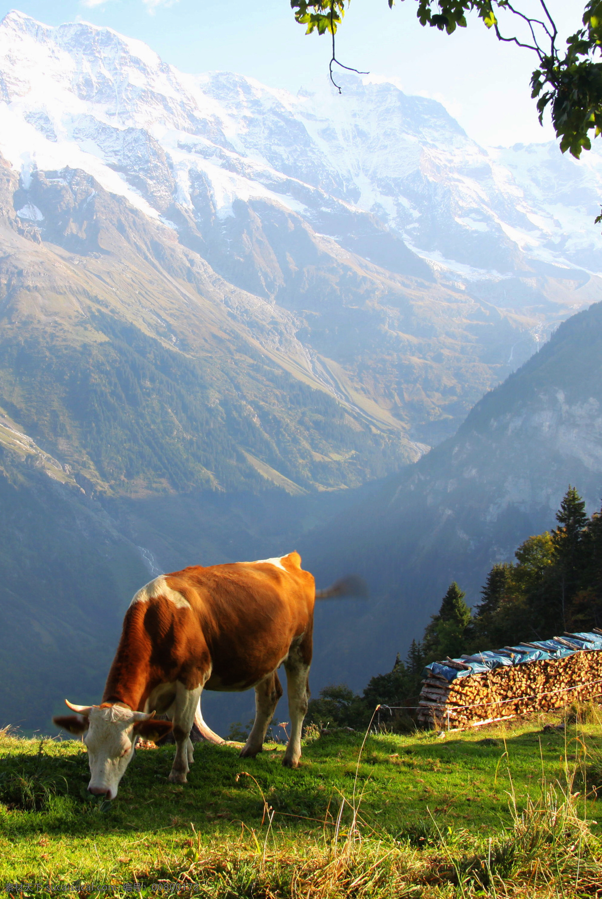 瑞士 少女 峰 风景