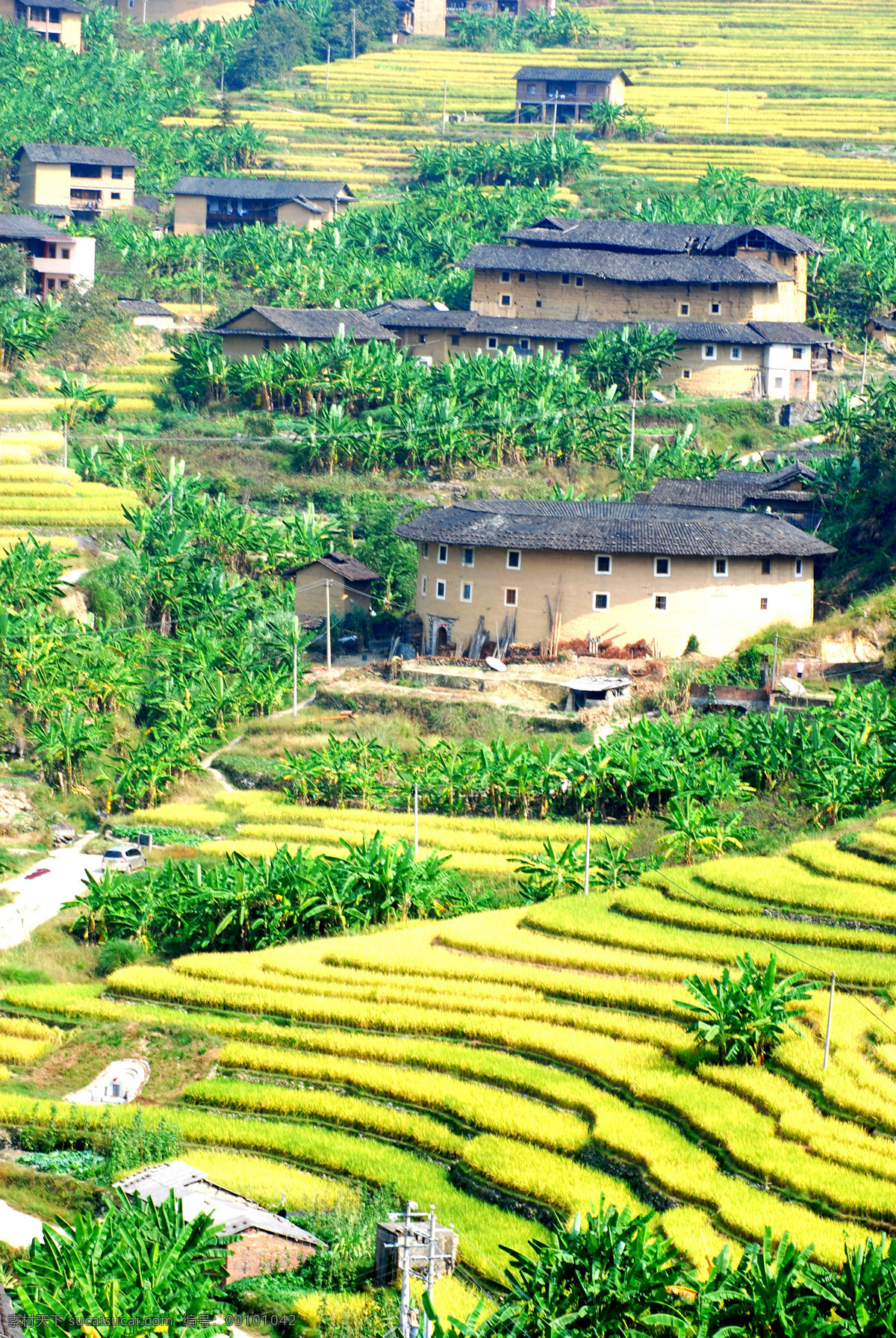 永定土楼风光 摄影图库 自然景观 田园风光 丰收 稻田 土楼