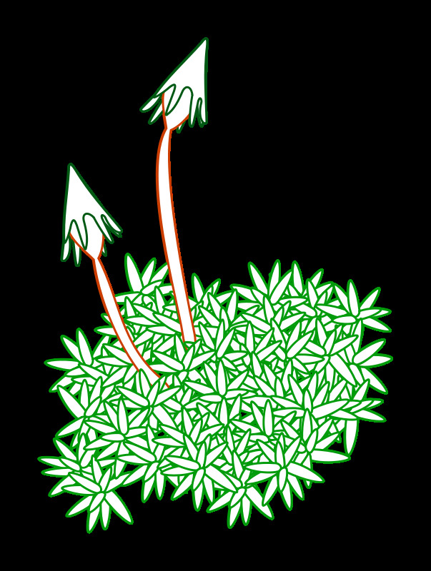 苔免费下载 森林 植物 自然 自然的 仍要种下 穆斯 苔 沃尔德 插画集