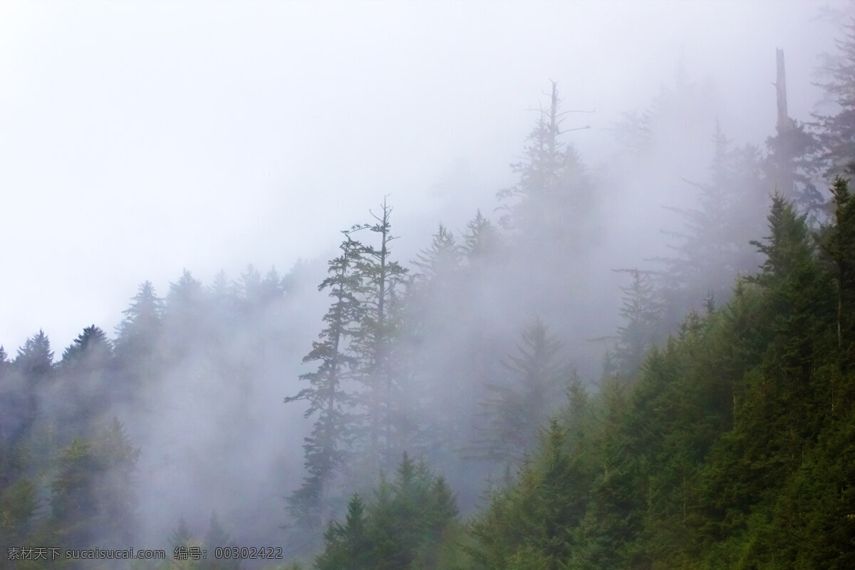 雾 山 森林 雾山森林 生物世界