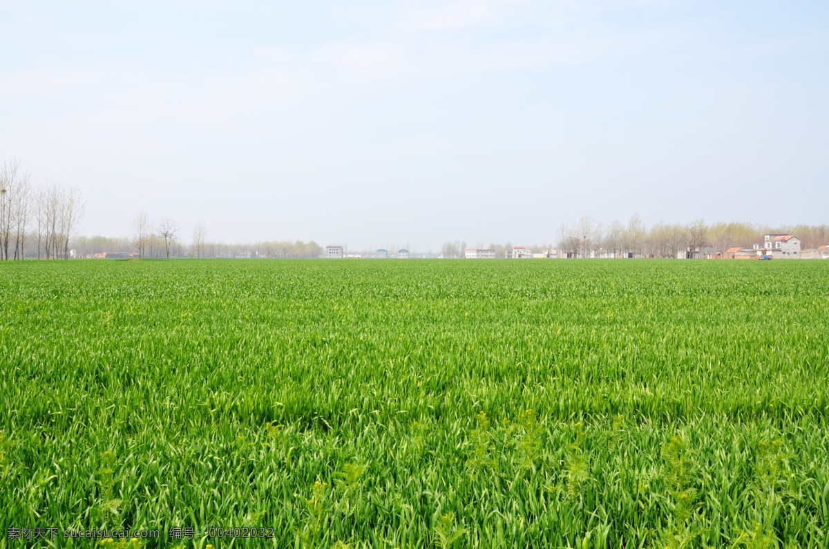 高清 绿色 麦田 风景图片 小麦 自然 景观 麦地
